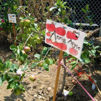 Rosa Parks Community Garden