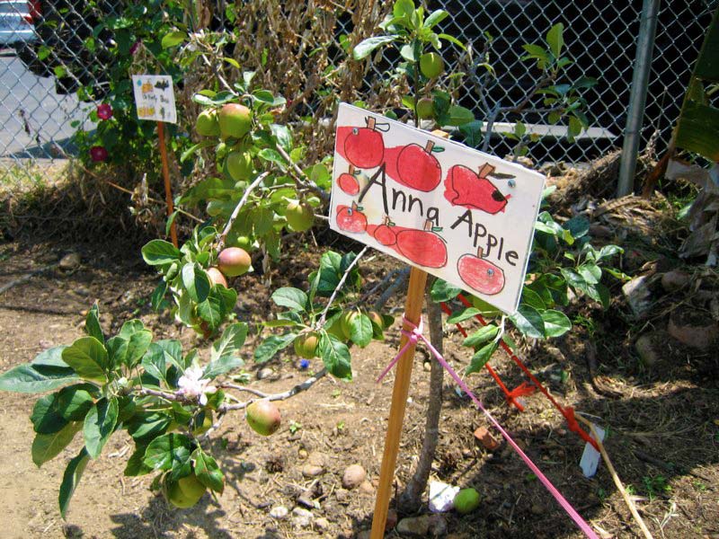 Rosa Parks Community Garden