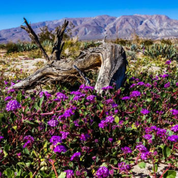 Flowers blooming in a desert landscape