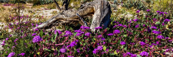 Flowers blooming in a desert landscape